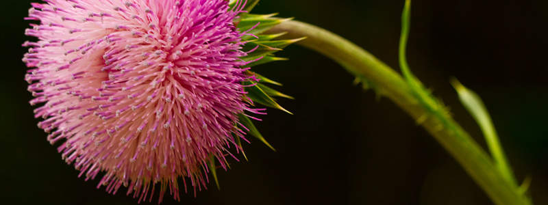 Cephalexin is an antibiotic that functions in a method like penicillin, by avoiding the microorganisms in your physical body from constructing special safety walls around themselves.